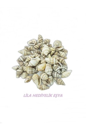 250 Adet Doğal Deniz Kabuğu ( Nassa Shell ) Akvaryum Süsleme Hobi El Sanatları 51525 - 2