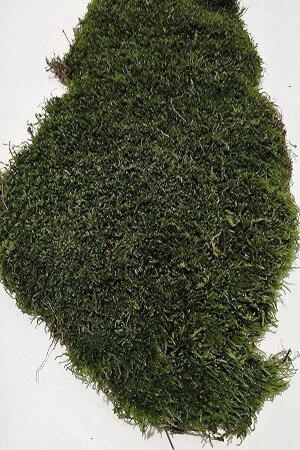 Doğal Kaya & Ağaç Yosunu 60x60cm Canlı Bitki Moss - Bilen Çiçek Tasarim