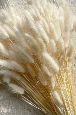 Doğal Kurutulmuş Pamuk Otu- Tavşan Kuyruğu Gelin Buketi Aranjman Çiçeği Lagurus 30 Dal - Goya Home