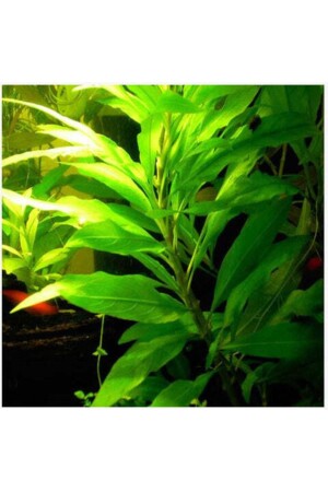Einfaches Aquarium-Pflanzenpaket mit 30 Zweigen, kein CO2 erforderlich – geeignet für Anfänger - 5