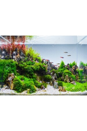 Einfaches Aquarium-Pflanzenpaket mit 30 Zweigen, kein CO2 erforderlich – geeignet für Anfänger - 8