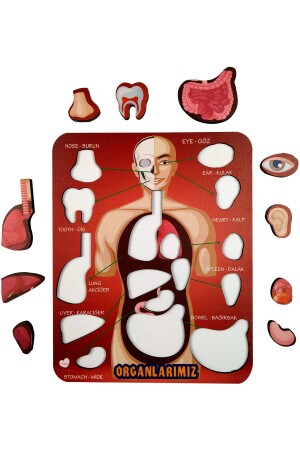 Organlarımız Eğitici Ve Öğretici Oyuncak Bultak Yapboz&puzzle organlar - 3