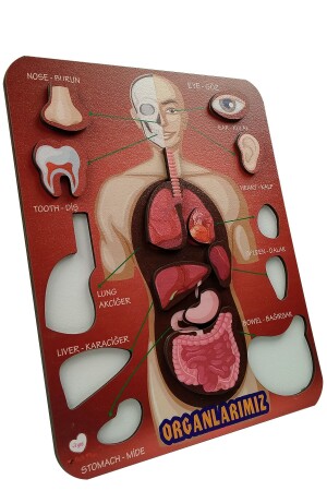Organlarımız Eğitici Ve Öğretici Oyuncak Bultak Yapboz&puzzle organlar - 5