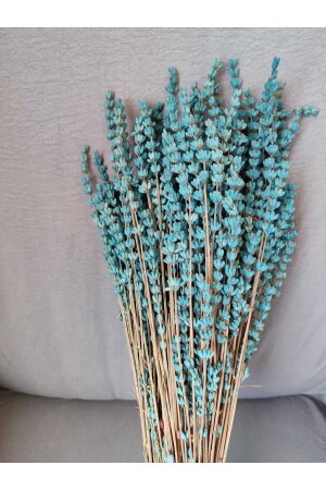 Şoklanmış Dökülmeyen Gerçek Mavi Lavanta - Efiraz